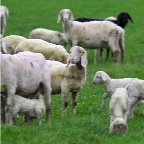070 - Nachbars Schafe