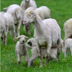 003 - Nachbars Schafe